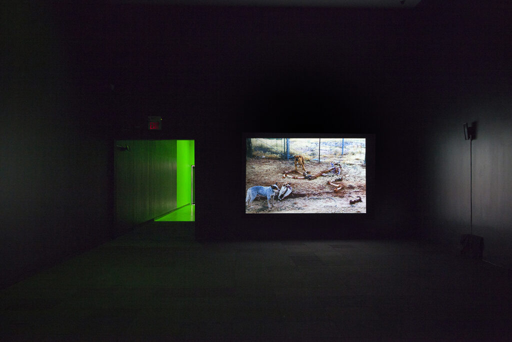 Coyotaje, 2017